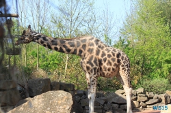 Zoo Hannover 12.04.28