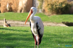 Zoo Hannover 12.04.28
