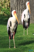 Zoo Hannover 12.04.28