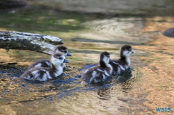 Zoo Hannover 12.04.28