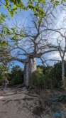 Affenbrotbaum Antsiranana 23.11.23 Katamarane und Traumstrände auf Mauritius Seychellen Madagaskar AIDAblu 060