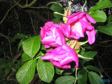 Blokhus 07