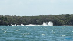 Baru Island Cartagena 24.02.22 Traumhafte Strände und Wale in Mittelamerika und Karibik AIDAluna 018