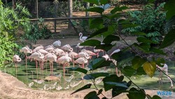 Umgeni River Vogelpark Durban 26.02.10 Südafrika zwischen Faszination und Kriminalität AIDAstella 003