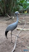 Umgeni River Vogelpark Durban 26.02.10 Südafrika zwischen Faszination und Kriminalität AIDAstella 004