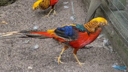 Umgeni River Vogelpark Durban 26.02.10 Südafrika zwischen Faszination und Kriminalität AIDAstella 006