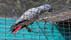 Umgeni River Vogelpark Durban 26.02.10 Südafrika zwischen Faszination und Kriminalität AIDAstella 008