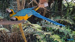 Umgeni River Vogelpark Durban 26.02.10 Südafrika zwischen Faszination und Kriminalität AIDAstella 010