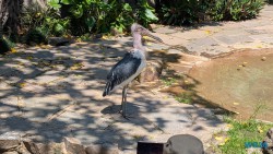 Umgeni River Vogelpark Durban 26.02.10 Südafrika zwischen Faszination und Kriminalität AIDAstella 020