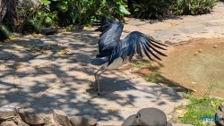 Umgeni River Vogelpark Durban 26.02.10 Südafrika zwischen Faszination und Kriminalität AIDAstella 021