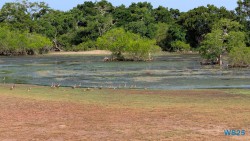 Yala Nationalpark Hambantota 25.05.11 Begeistert zum ersten Mal in Südostasien AIDAstella 030
