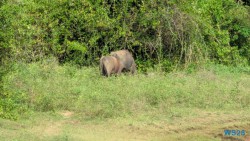 Yala Nationalpark Hambantota 25.05.11 Begeistert zum ersten Mal in Südostasien AIDAstella 031