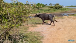 Yala Nationalpark Hambantota 25.05.11 Begeistert zum ersten Mal in Südostasien AIDAstella 034