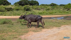 Yala Nationalpark Hambantota 25.05.11 Begeistert zum ersten Mal in Südostasien AIDAstella 035