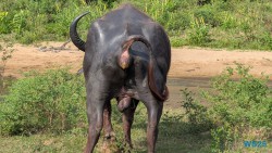 Yala Nationalpark Hambantota 25.05.11 Begeistert zum ersten Mal in Südostasien AIDAstella 036