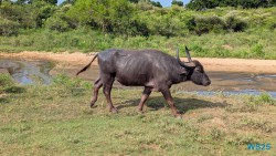 Yala Nationalpark Hambantota 25.05.11 Begeistert zum ersten Mal in Südostasien AIDAstella 037