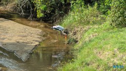 Yala Nationalpark Hambantota 25.05.11 Begeistert zum ersten Mal in Südostasien AIDAstella 038