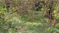 Yala Nationalpark Hambantota 25.05.11 Begeistert zum ersten Mal in Südostasien AIDAstella 039