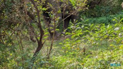 Yala Nationalpark Hambantota 25.05.11 Begeistert zum ersten Mal in Südostasien AIDAstella 040