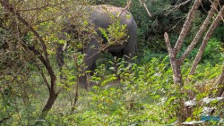 Yala Nationalpark Hambantota 25.05.11 Begeistert zum ersten Mal in Südostasien AIDAstella 041