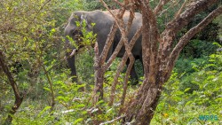 Yala Nationalpark Hambantota 25.05.11 Begeistert zum ersten Mal in Südostasien AIDAstella 042