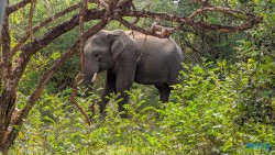 Yala Nationalpark Hambantota 25.05.11 Begeistert zum ersten Mal in Südostasien AIDAstella 043