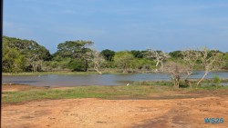 Yala Nationalpark Hambantota 25.05.11 Begeistert zum ersten Mal in Südostasien AIDAstella 044