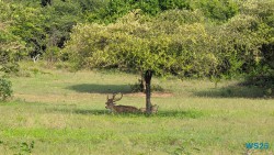 Yala Nationalpark Hambantota 25.05.11 Begeistert zum ersten Mal in Südostasien AIDAstella 045