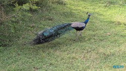 Yala Nationalpark Hambantota 25.05.11 Begeistert zum ersten Mal in Südostasien AIDAstella 046