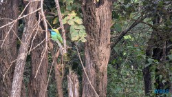 Yala Nationalpark Hambantota 25.05.11 Begeistert zum ersten Mal in Südostasien AIDAstella 047