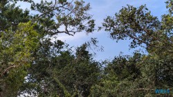 Yala Nationalpark Hambantota 25.05.11 Begeistert zum ersten Mal in Südostasien AIDAstella 050