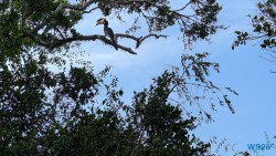 Yala Nationalpark Hambantota 25.05.11 Begeistert zum ersten Mal in Südostasien AIDAstella 051