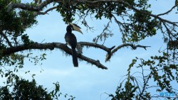 Yala Nationalpark Hambantota 25.05.11 Begeistert zum ersten Mal in Südostasien AIDAstella 052
