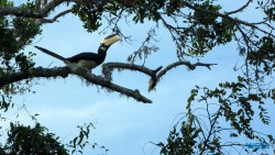 Yala Nationalpark Hambantota 25.05.11 Begeistert zum ersten Mal in Südostasien AIDAstella 053