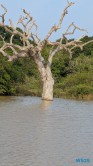 Yala Nationalpark Hambantota 25.05.11 Begeistert zum ersten Mal in Südostasien AIDAstella 056
