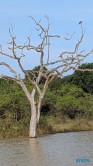 Yala Nationalpark Hambantota 25.05.11 Begeistert zum ersten Mal in Südostasien AIDAstella 057