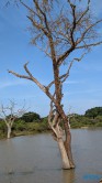 Yala Nationalpark Hambantota 25.05.11 Begeistert zum ersten Mal in Südostasien AIDAstella 058