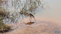Yala Nationalpark Hambantota 25.05.11 Begeistert zum ersten Mal in Südostasien AIDAstella 059
