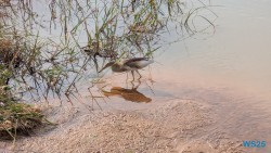 Yala Nationalpark Hambantota 25.05.11 Begeistert zum ersten Mal in Südostasien AIDAstella 060