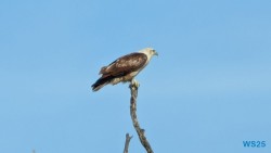 Yala Nationalpark Hambantota 25.05.11 Begeistert zum ersten Mal in Südostasien AIDAstella 061