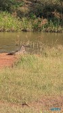 Yala Nationalpark Hambantota 25.05.11 Begeistert zum ersten Mal in Südostasien AIDAstella 062