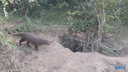Yala Nationalpark Hambantota 25.05.11 Begeistert zum ersten Mal in Südostasien AIDAstella 063