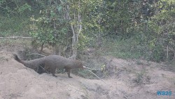 Yala Nationalpark Hambantota 25.05.11 Begeistert zum ersten Mal in Südostasien AIDAstella 064