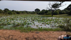 Yala Nationalpark Hambantota 25.05.11 Begeistert zum ersten Mal in Südostasien AIDAstella 065