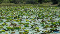 Yala Nationalpark Hambantota 25.05.11 Begeistert zum ersten Mal in Südostasien AIDAstella 066