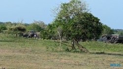 Yala Nationalpark Hambantota 25.05.11 Begeistert zum ersten Mal in Südostasien AIDAstella 067