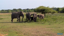 Yala Nationalpark Hambantota 25.05.11 Begeistert zum ersten Mal in Südostasien AIDAstella 069