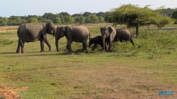 Yala Nationalpark Hambantota 25.05.11 Begeistert zum ersten Mal in Südostasien AIDAstella 070