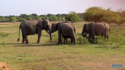 Yala Nationalpark Hambantota 25.05.11 Begeistert zum ersten Mal in Südostasien AIDAstella 071