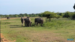 Yala Nationalpark Hambantota 25.05.11 Begeistert zum ersten Mal in Südostasien AIDAstella 072